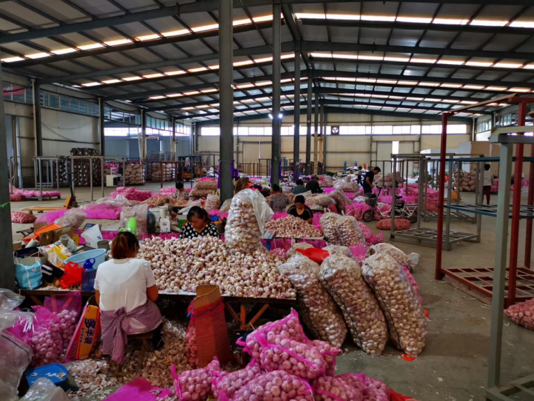 Best PIONEER GARLIC GROUP — China Garlic Price wholesale