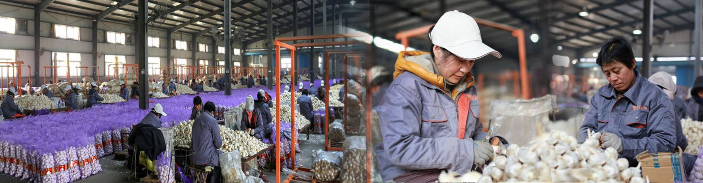 Best PIONEER GARLIC GROUP — China Garlic Price wholesale
