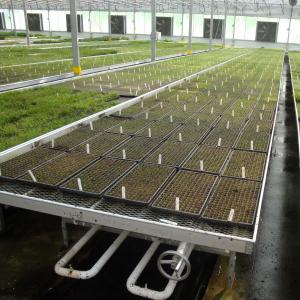 China Modern Aluminum Greenhouse Ebb Flow Table With Drain Tray Valve on sale