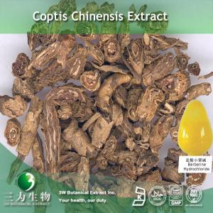 Best Coptis Chinensis Extract wholesale