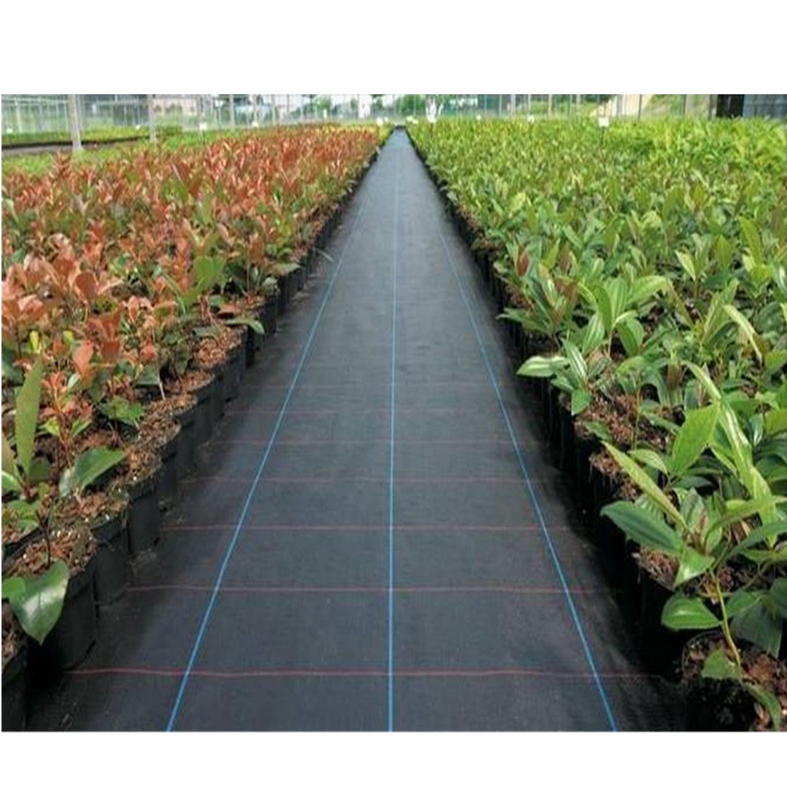 Factory Supply China High Quality Black PP Woven Weed Barrier/Weed Control Fabric