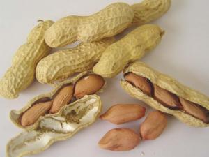 Best Peanut inshell wholesale