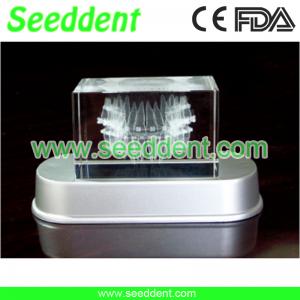 Best Orthodontic transparent tooth model with long stand wholesale