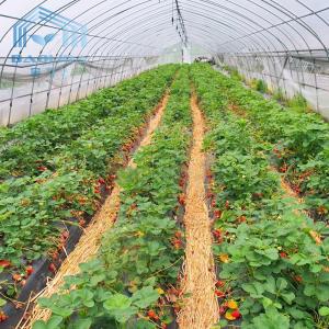 China Plastic Tunnel Strawberries Agricultural Farm Tunnel Plastic Greenhouse With Ventilation System on sale