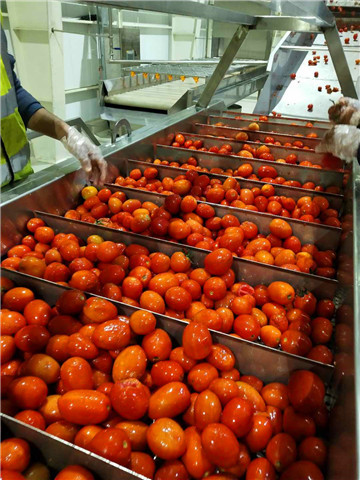 Best 800g/Tin Concentrated Tomato Processing Line Can Package wholesale