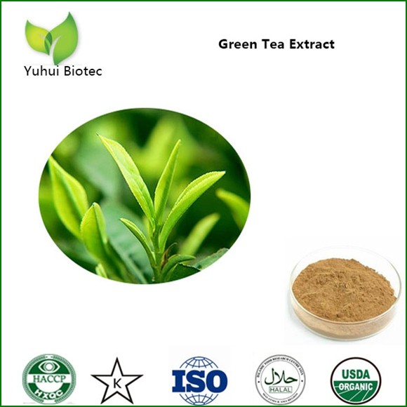 China green tea extract bulk,pure green tea extract,green tea p.e.,green tea leaf extract on sale