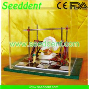 Best Show-case small construction site set of teeth wholesale