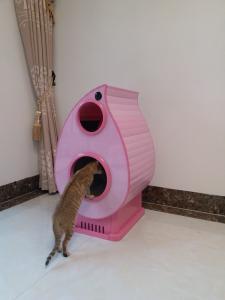 China 2019 newest Automatic cat litter box with house on sale