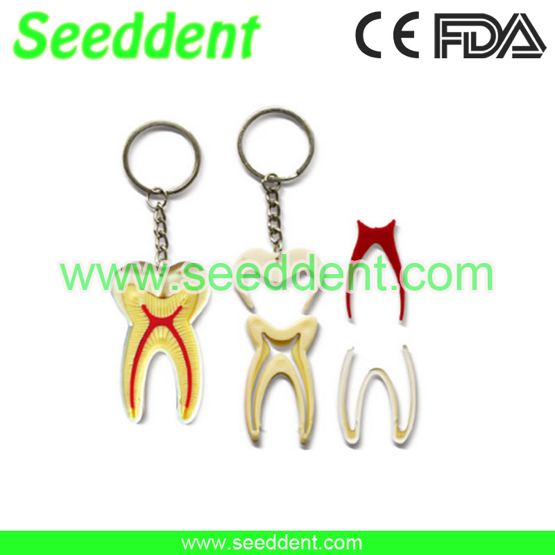 Best 4*1 key chain tooth wholesale