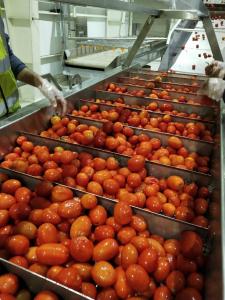Best 220v / Customized Tomato Processing Line Fruit Jam Production Line Energy Saving wholesale
