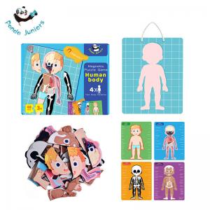 China Human Body Magnetic Puzzle Game Material Glossy Artpaper White Board for Kids 3+ on sale