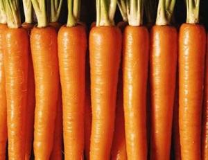 China Fresh carrot, frozen carrot, China vegetable, yellow big size,carota, organic on sale