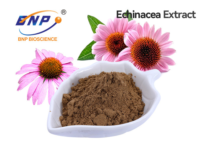 China Echinacea Purpurea Extract Polyphenol 4% Food Grade on sale