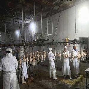 China 3000 Birds Per Hour Poultry Slaughtering Equipment Chicken Slaughter Line on sale