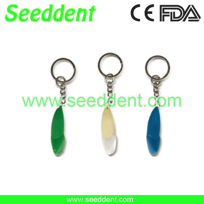 Best Lateral incisor tooth key chain wholesale