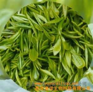 China Natural Jasmine Green Tea Extract on sale