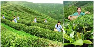 natural Chinese organic green tea
