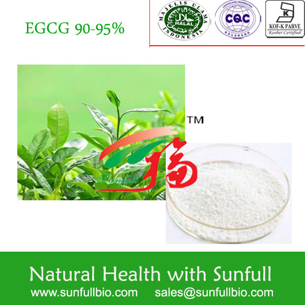 China Green Tea Extract, 100% Natural , EGCG, EC, Epicatechin,organic on sale