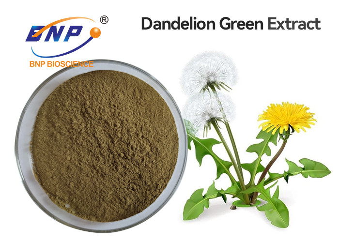 China Dandelion Extract flavonoids 2%-5%,10:1 Brown Yellow Powder on sale