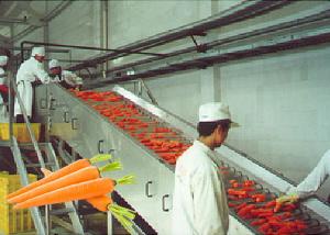 Best Professional Carrot Processing Plant  / Fruit And Vegetable Processing Equipment wholesale