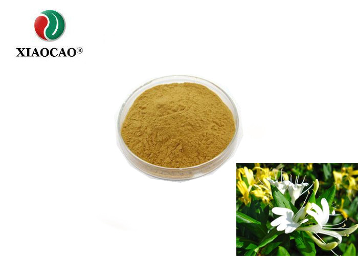 China Natural Wild Honeysuckle Flower Extract / Honeysuckle Extract Powder on sale