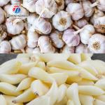 90KG Skin Peeling Air Compressor Garlic Processing Machine Garlic Root Shallots