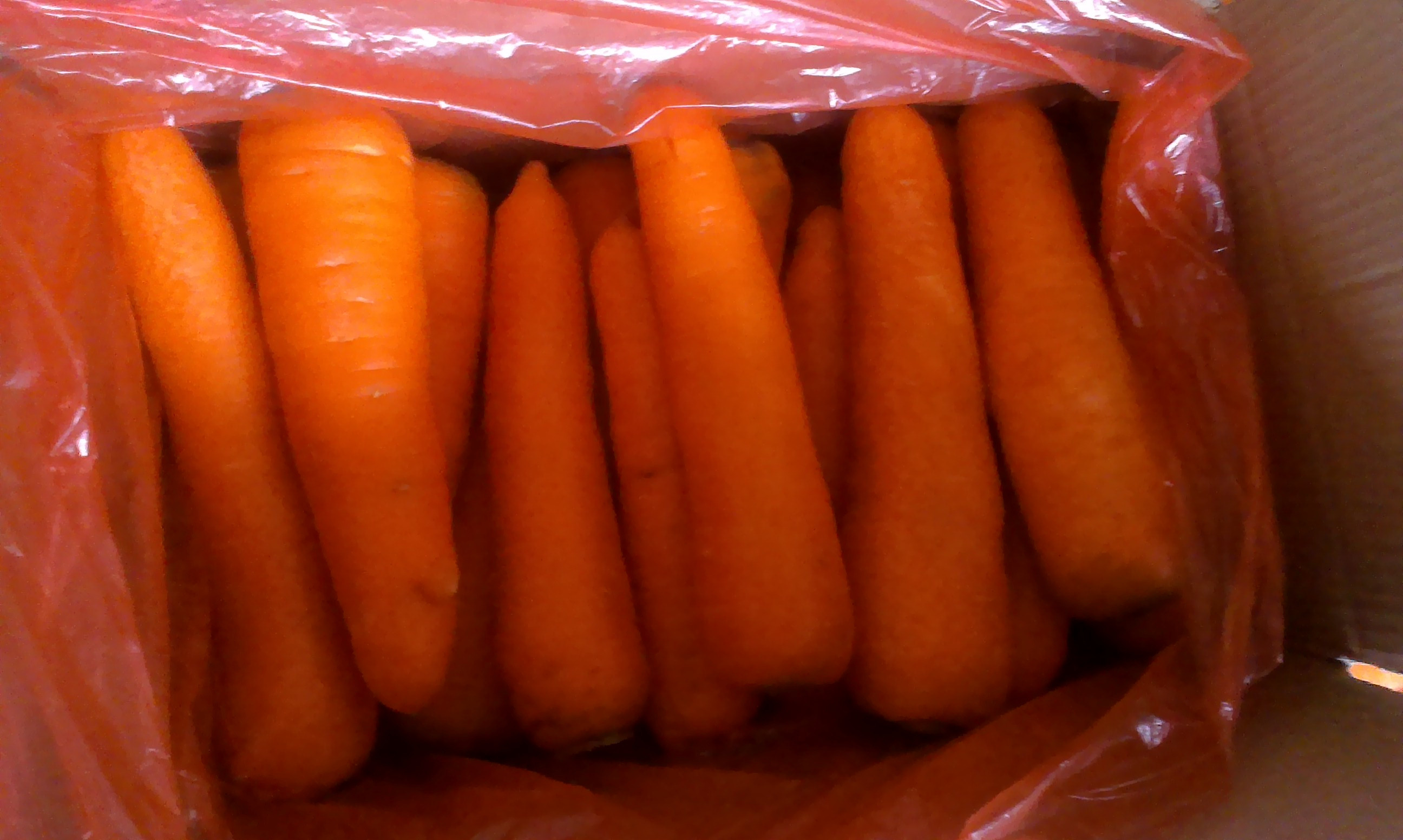 China Fresh carrot, frozen carrot, China vegetable, yellow big size,carota on sale