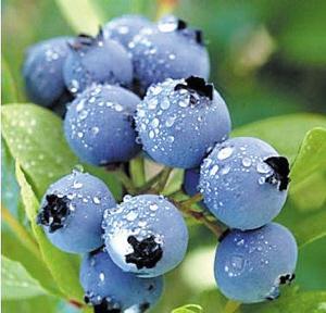 Cheap Bilberry Extract for sale