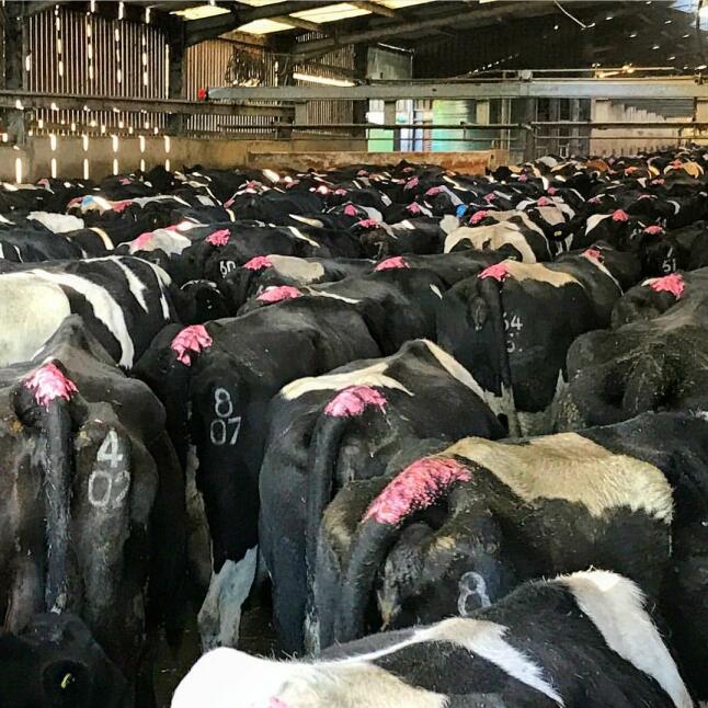 Plyfit Livestock Marker Spray No Harm Cow Sheep Marking Spray Paint