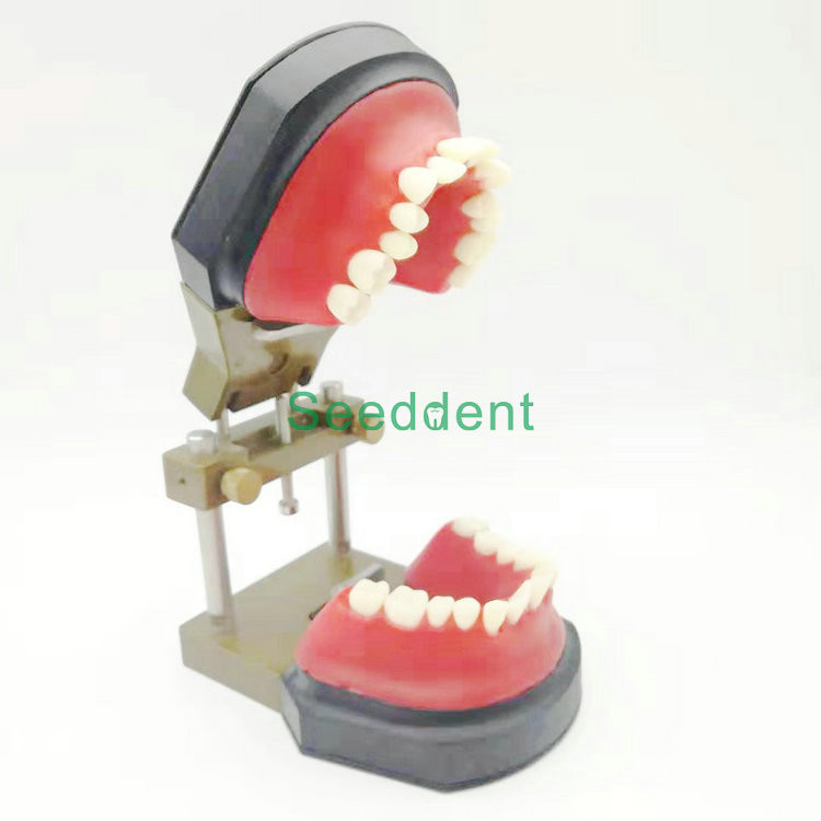 Best Orthodontic Typodont Dental Teeth Model / Teeth Model for training / Study Teaching Model HST-B11 wholesale