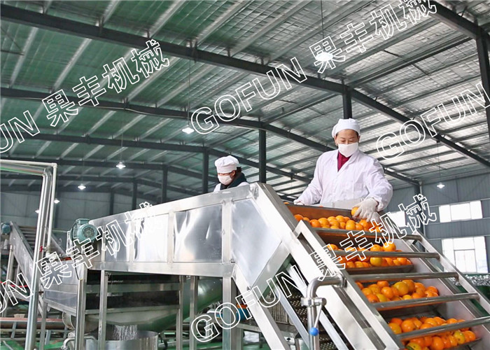 Best HPP Citrus Processing Line / 440V Lemon Processing Plant Easy Operation wholesale