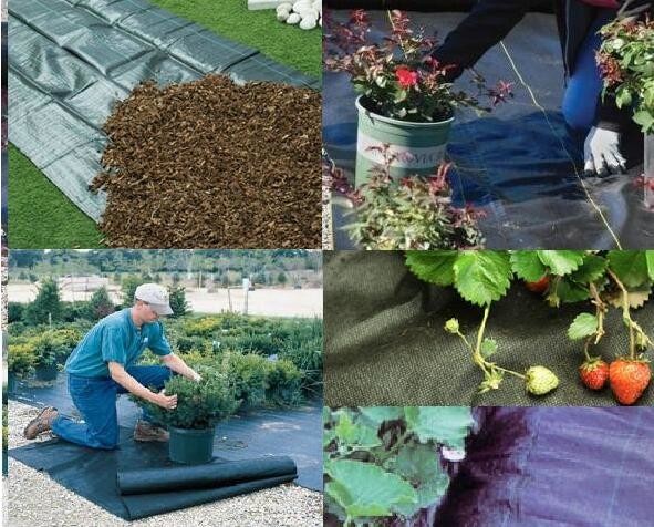 China 1-6 Metere width black  color plastic garden ground cover fabric supplier with best price by sincere factory on sale