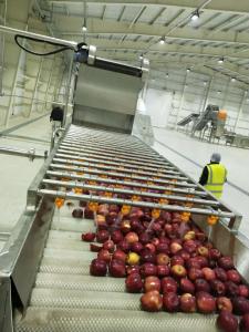 Best Industrial Apple Processing Line Fruit Juice Processing Equipment wholesale