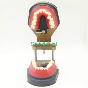 Best Orthodontic Typodont Dental Teeth Model / Teeth Model for training / Study Teaching Model HST-B11 wholesale
