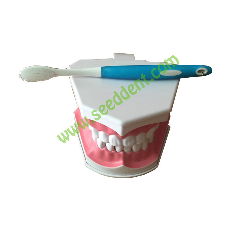 Best Dental Teaching Model with brush wholesale