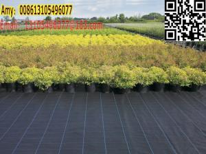 China high quality export America pp weed control cover /weed barrier/ground cover fabric on sale