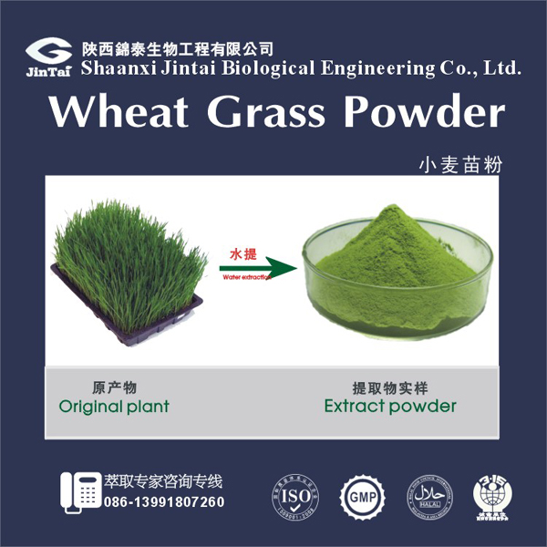 China 100% watersoluble wheatgrass wheat grass juice powder on sale