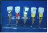 China Endodontics Popular Educational Model A on sale