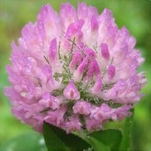 China Red Clover Extract, soflavones 2.5% 8% 20% 40% HPLC, Chinese exporter with high quality, sShaanxi Yongyuan Bio-Tech on sale
