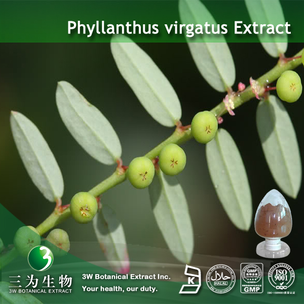 Best Engelhardtia Extract wholesale