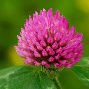 China CAS No 486-66-8 Red Clover Extract 2.5% - 40% Isoflavones on sale