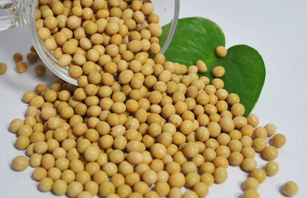 China Small non gmo soybean meal on sale