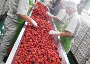 Best Industrial Mulberry Raspberry Berry Processing Equipment High Stability wholesale