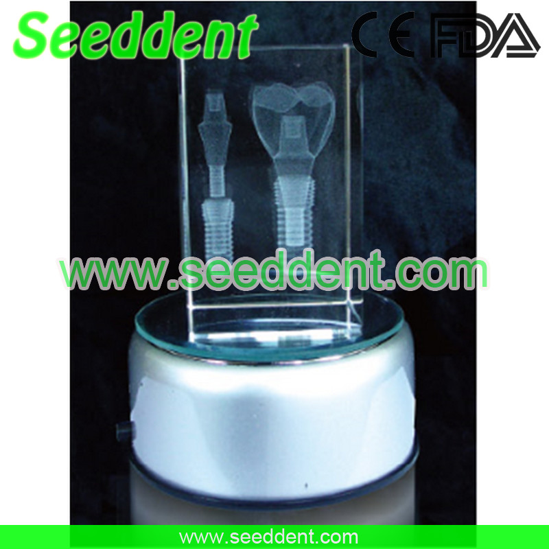 Best Molar implant model with round stand wholesale