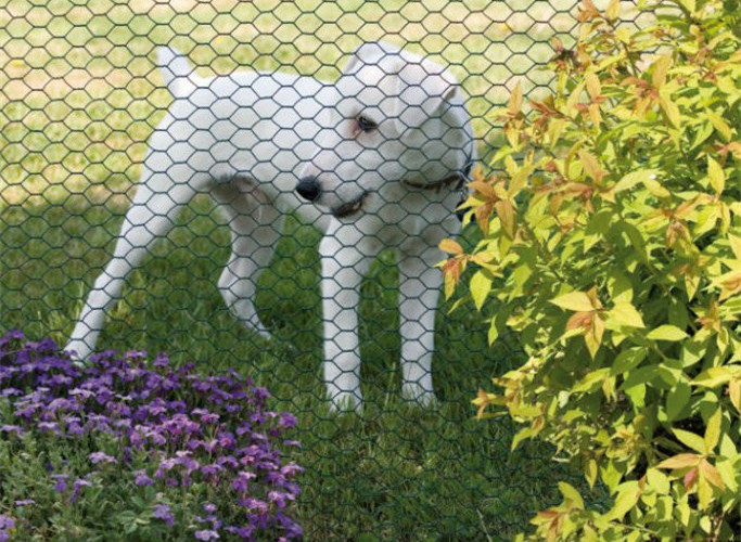 China Hexagonal Chicken Wire Fencing Animal Protection 31mm , Hot Dipped Galvanized Steel Wire on sale