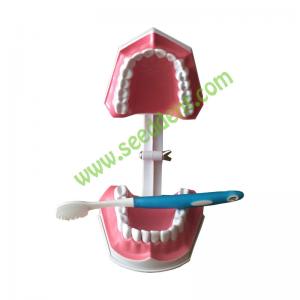 Best Dental Teaching Model with brush wholesale