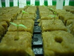 China Hydroponic Rockwool Grow Cubes for sale