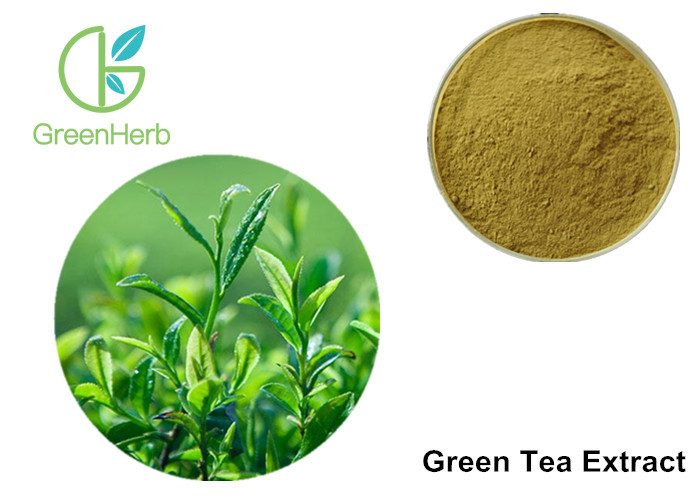 China Green Tea Leaf Extract Treating Measles , 30% Polyphenols Powder on sale
