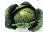 Dehydrated cabbages15x15mm,2017 new crop with bright green colour