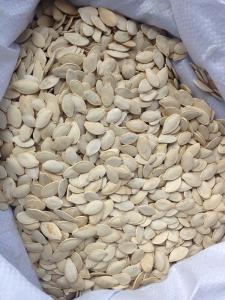 China shine skin pumpkin seeds, the best quality pumpkin seeds on sale